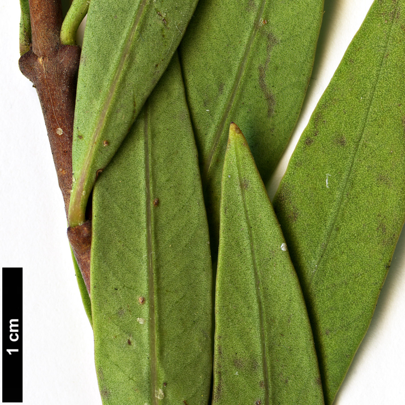 High resolution image: Family: Apocynaceae - Genus: Periploca - Taxon: laevigata